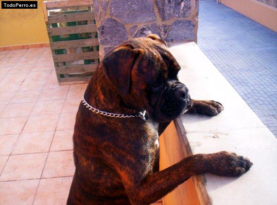 La foto del perro
