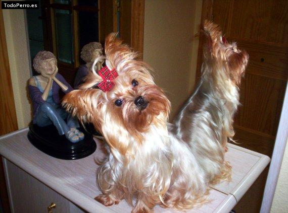 La foto del perro