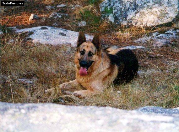 Foto del perro Mon