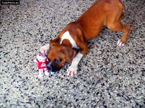 La foto del perro