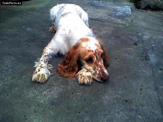 La foto del perro