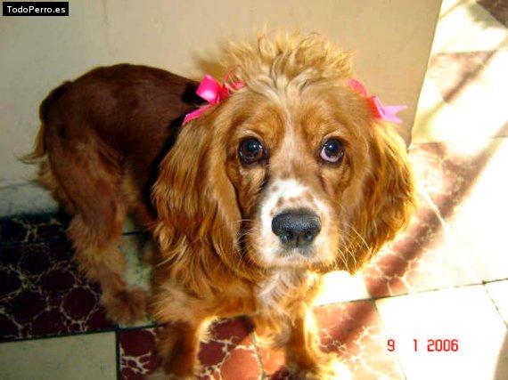 La foto del perro