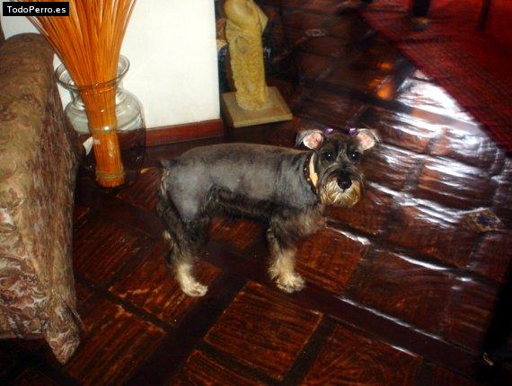 La foto del perro
