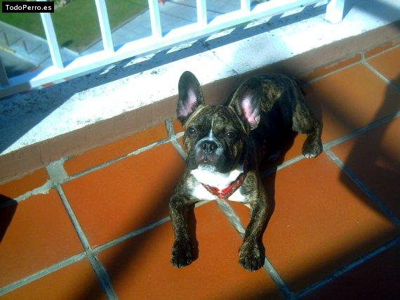 La foto del perro