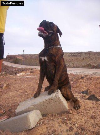 La foto del perro