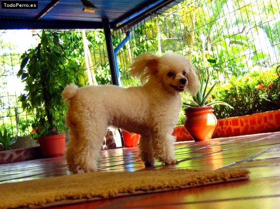 Foto del perro Tami
