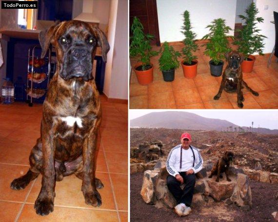 La foto del perro