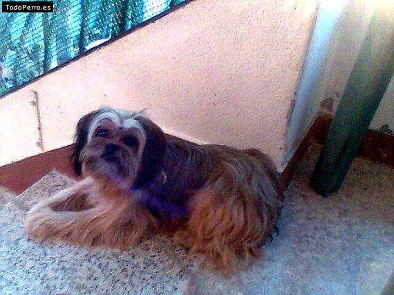 La foto del perro