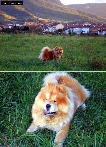 La foto del perro