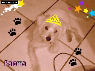 La foto del perro