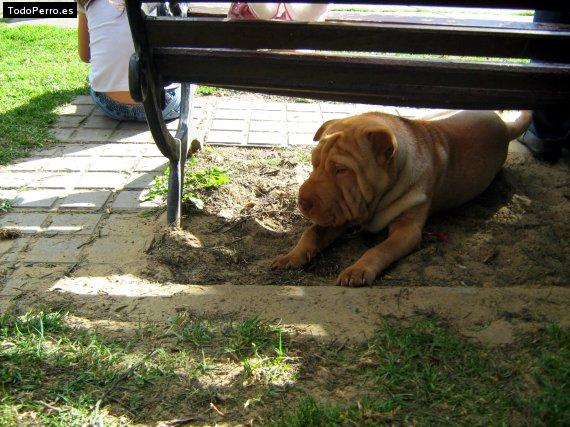 La foto del perro