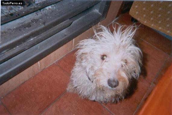 Foto del perro Linda