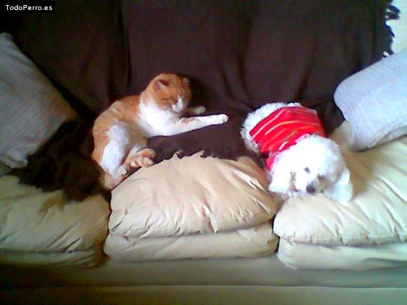 La foto del perro