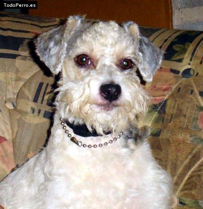 Foto del perro Cleo