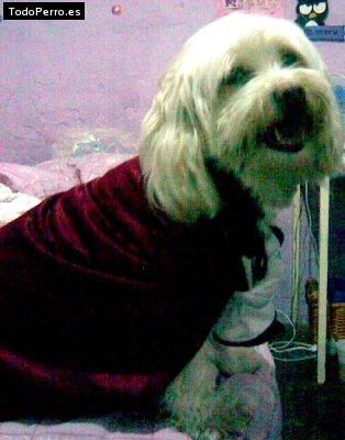 La foto del perro