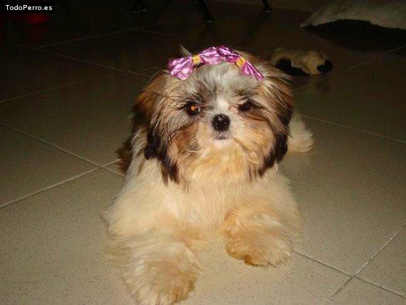La foto del perro
