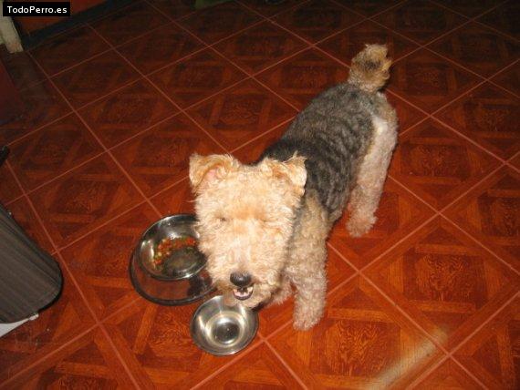 La foto del perro