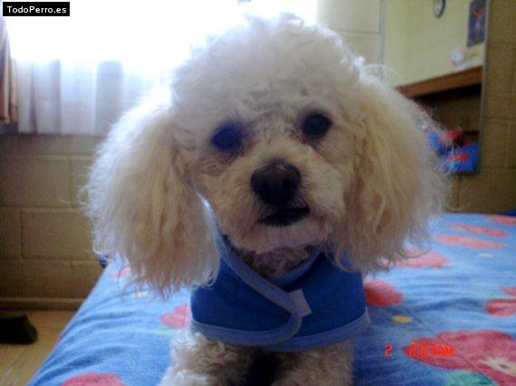 Foto del perro Micky