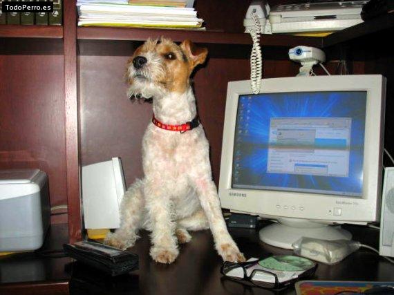 La foto del perro