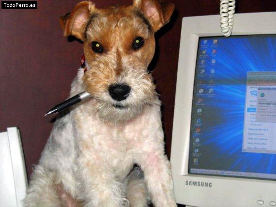 La foto del perro
