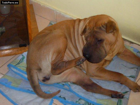 La foto del perro