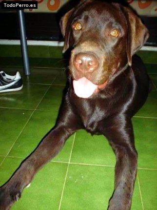 La foto del perro