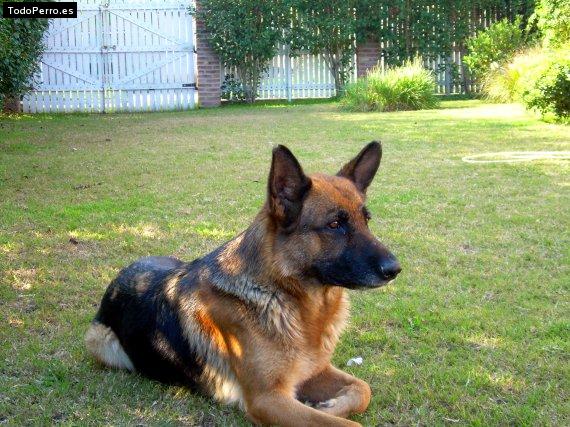 La foto del perro
