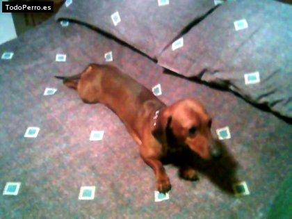Foto del perro Mono