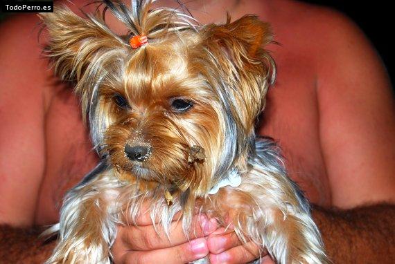 La foto del perro