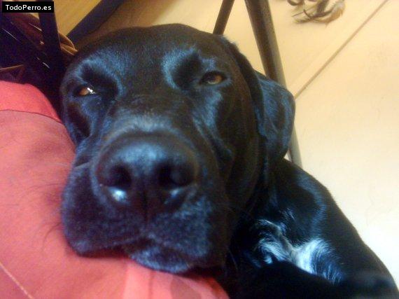 La foto del perro