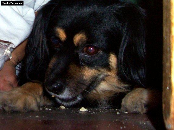Foto del perro Williams