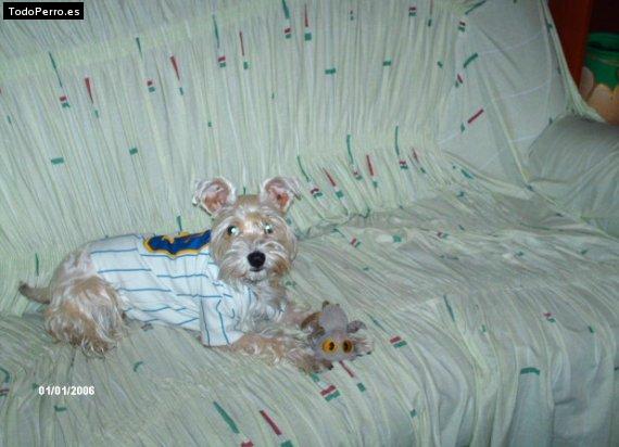 La foto del perro