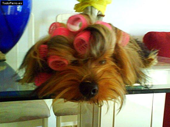 La foto del perro