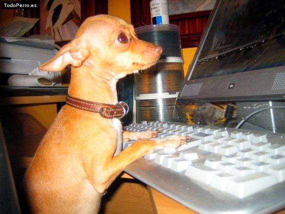 La foto del perro