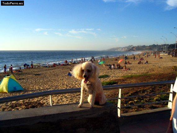 La foto del perro