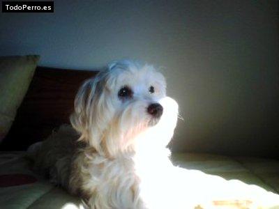 La foto del perro