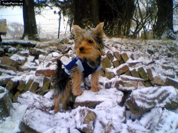 La foto del perro