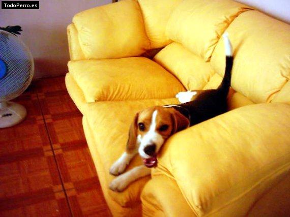La foto del perro