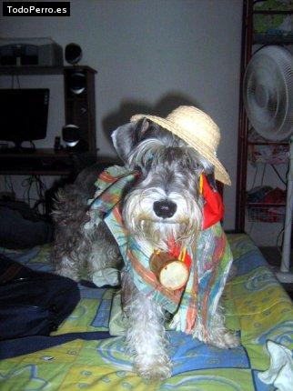 La foto del perro