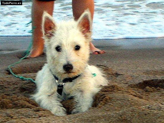 La foto del perro