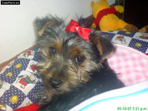 La foto del perro