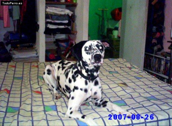 La foto del perro