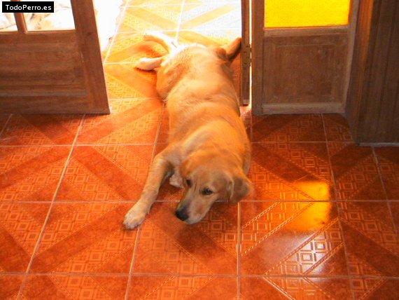 La foto del perro