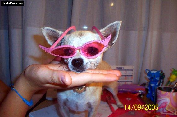 La foto del perro