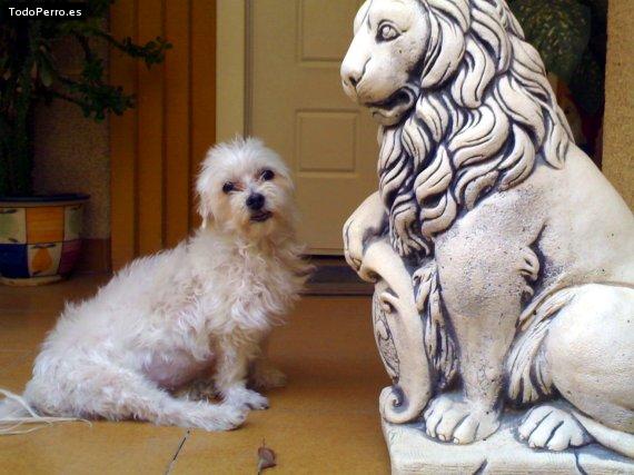 La foto del perro