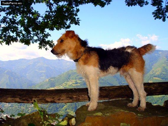 La foto del perro