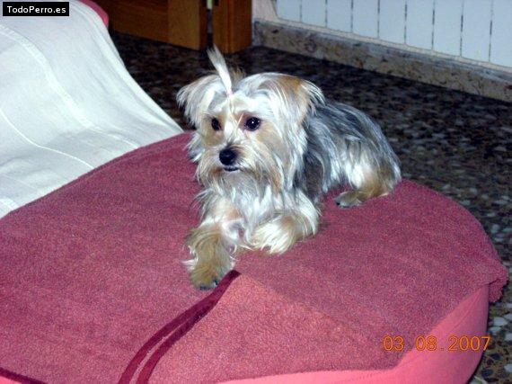 La foto del perro