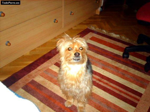 La foto del perro