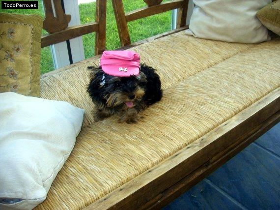 La foto del perro