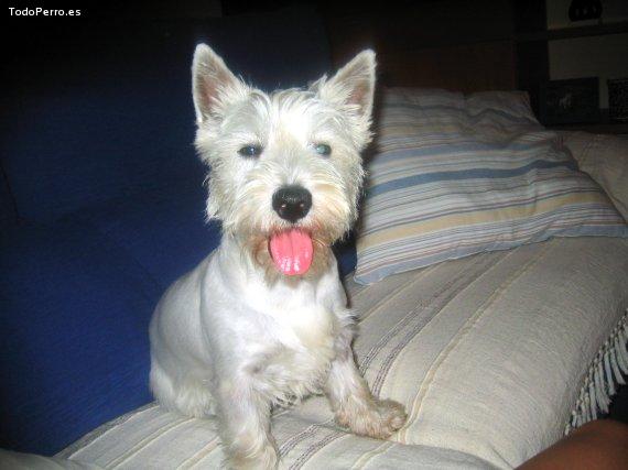 La foto del perro